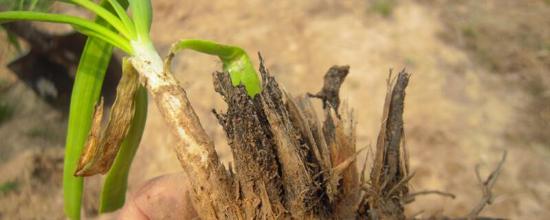 菲菜种子什么时候种(菲菜什么时侯播种)