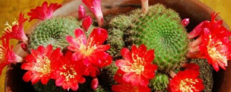 子孙球的养殖方法（子孙球怎么养）