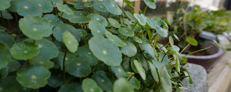 金钱草怎么养 金钱草怎么养殖方法和注意事项