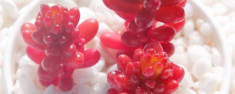 红色浆果怎么养 红色浆果怎么养护