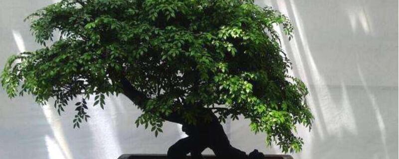 紫檀盆景怎么养（紫檀盆景怎么养护）