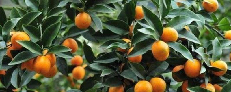 金桔掉叶子是怎么回事(金桔掉叶子是怎么回事?)