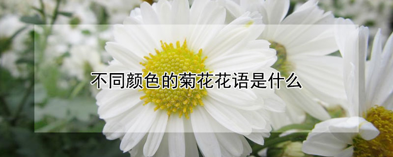 不同颜色的菊花花语是什么 彩色菊花的花语是什么