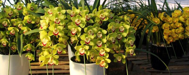 惠兰花怎么养 惠兰花怎么养护