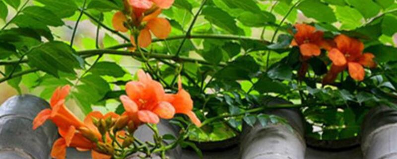 凌霄花移栽注意事项 凌霄花种植方法和注意事项