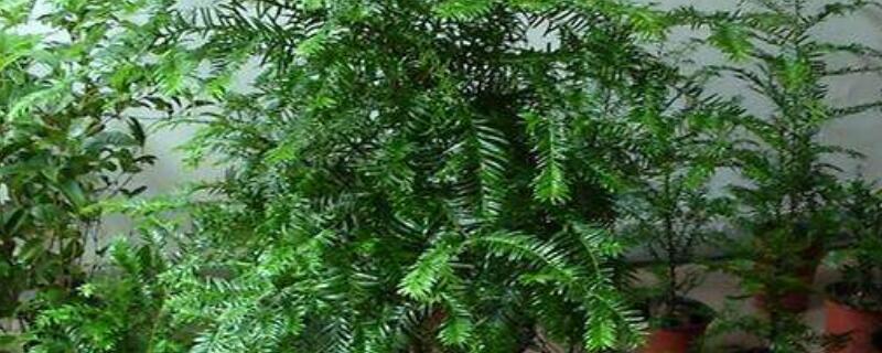 水杉盆景枯萎了怎么办（水杉盆景蔫了怎么补救）