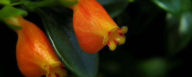 金鱼花怎么养才能开花（金鱼花怎么养才能开花我都煲盆了也不开花）