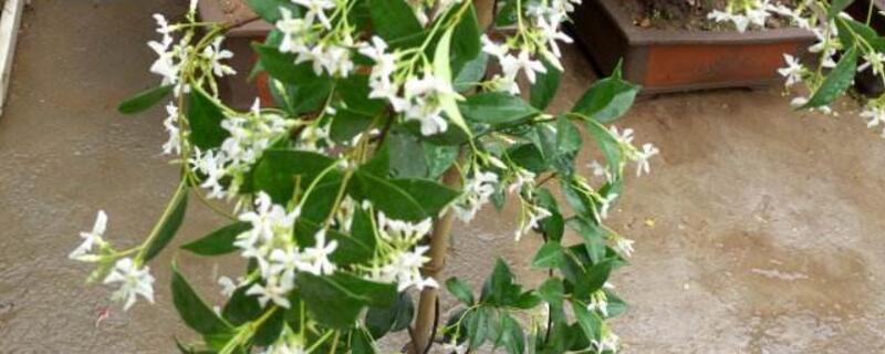 盘龙桂的繁育方法（盘龙桂的繁殖方法）