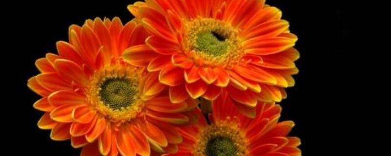 鲜切扶郎花怎么养（鲜切扶郎花怎么养护）