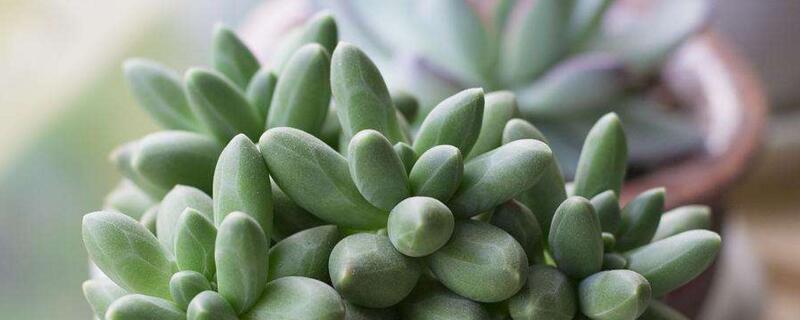 千代田之松怎么爆盆（千代田之松开花后怎么样）