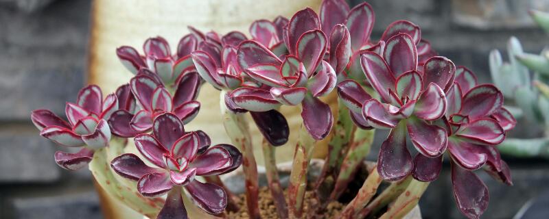 如何种植多肉 如何种植多肉植物叶子