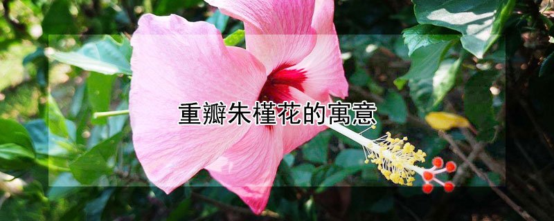 重瓣朱槿花的寓意（重瓣朱槿和朱槿的区别）