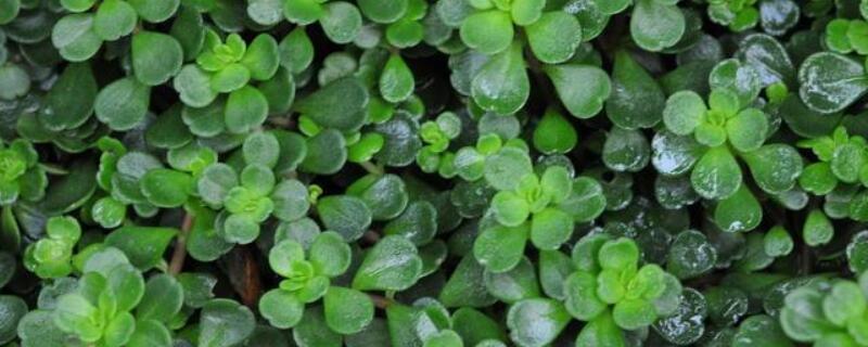 圆叶景天怎么繁殖 景天如何繁殖