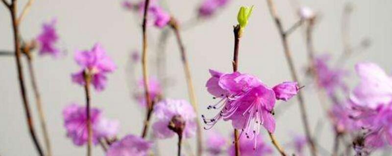 干杜鹃花树枝能养多久 干杜鹃花枝怎么养