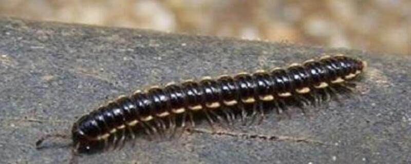 家里的山蛩虫怎么除根（山蛩虫怎么彻底消灭）