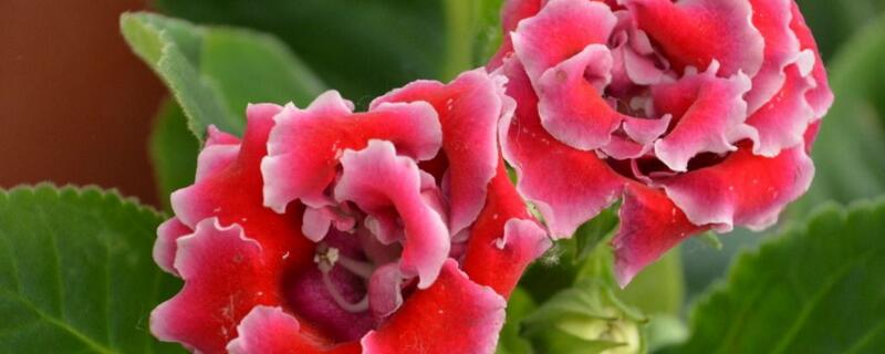 大岩桐的养殖方法和注意事项 重瓣大岩桐的养殖方法和注意事项