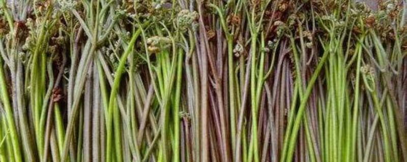 和荠菜长得相似的野菜（和荠菜长得相似的野菜很苦）