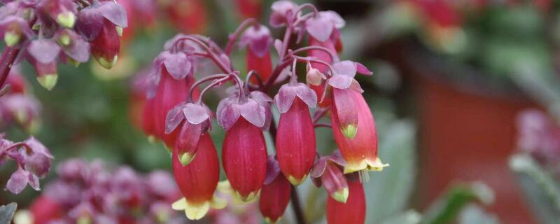 宫灯花怎么繁殖(宫灯花的养殖方法和注意事项)