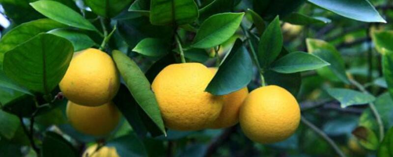 胡柚什么时候采摘 胡柚什么时候采摘最好?