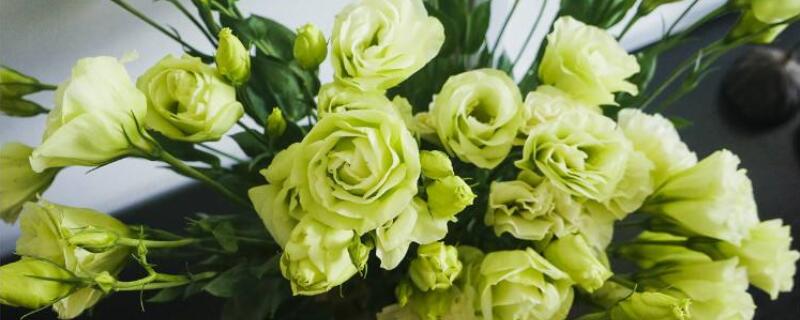 洋桔梗水养可以养多久 水养洋桔梗的养殖方法和注意事项