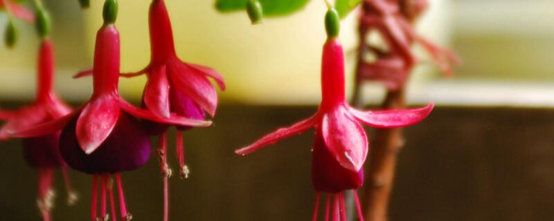 倒挂金钟种子怎么催芽（种倒挂金钟几天能出芽）