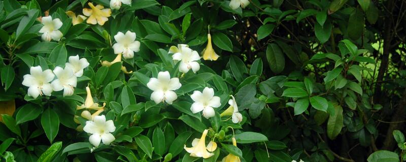 非洲茉莉的繁殖方法 非洲茉莉花怎么繁殖