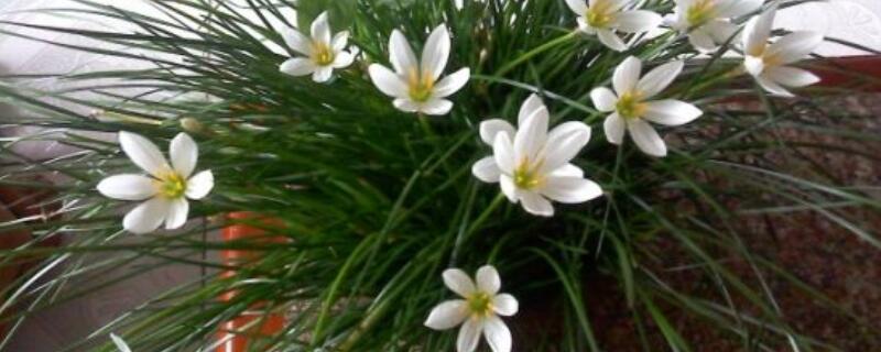 韭菜莲的养殖方法和注意事项（韭菜莲如何养）