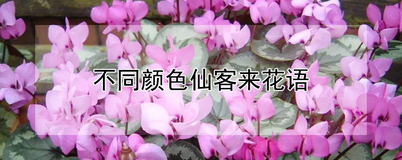 不同颜色仙客来花语 仙客来的花语和别名