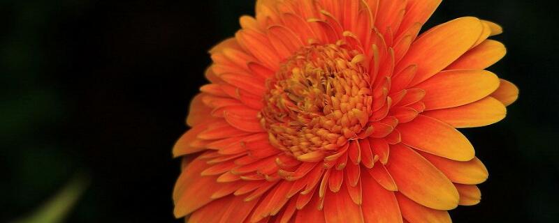 非洲菊怎么修剪（非洲菊怎样修剪）