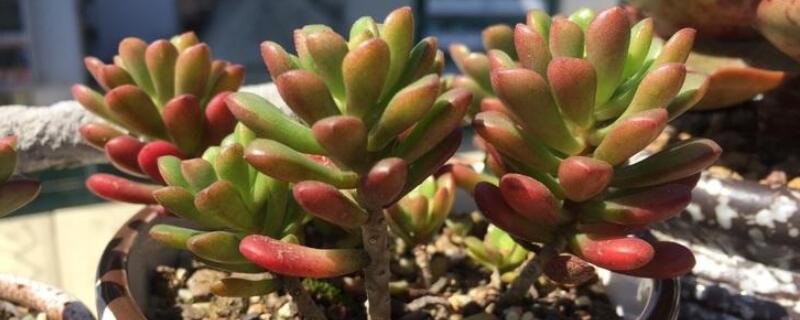 塔洛克多肉怎么成老桩（塔洛克多肉徒长图片）