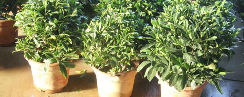 茉莉的养殖方法和注意事项(风车茉莉的养殖方法和注意事项)