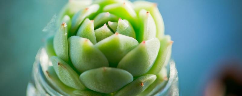 静夜开花后如何养护（静夜多肉的养殖方法和注意事项）