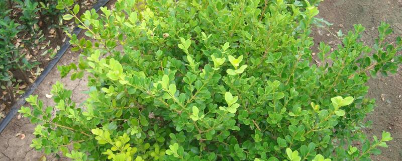 黄杨快速长粗方法 黄杨枝条怎么快速曾粗