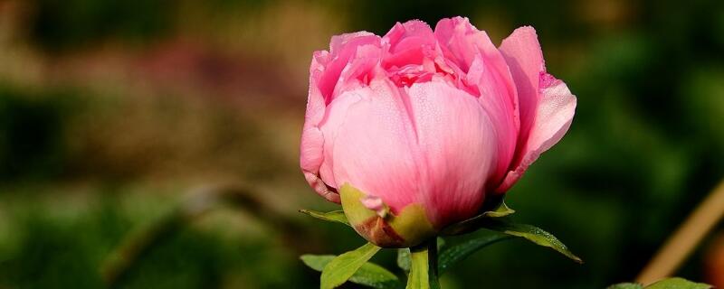 富贵红盆栽怎么养(富贵红花怎么养殖方法)