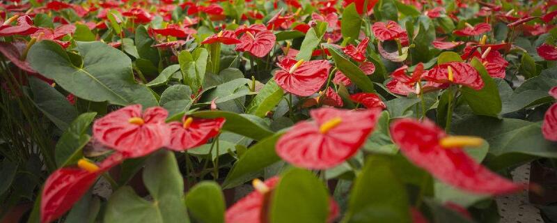 红掌的养殖方法和注意事项（红掌的养殖方法和注意事项浇水）