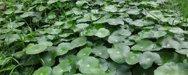 金钱草花卉的养殖方法（金钱草花卉的养殖方法和注意事项）