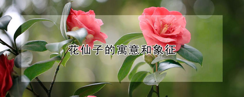 花仙子的寓意和象征 花仙子的寓意是什么