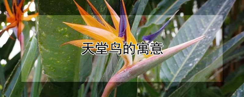 天堂鸟的寓意 天堂鸟的寓意是什么