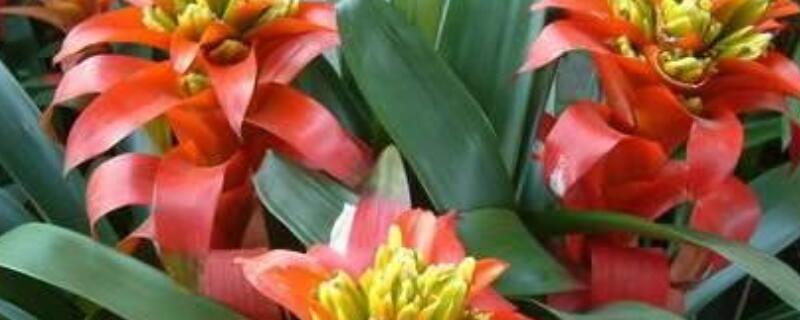 金边五彩凤梨怎么养 金边凤梨图片