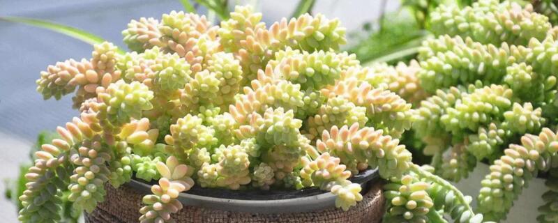 多肉玉坠怎么养（多肉玉坠怎么养的壮）