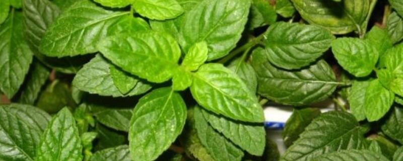 薄荷黄叶子怎么回事 薄荷黄叶是怎么回事
