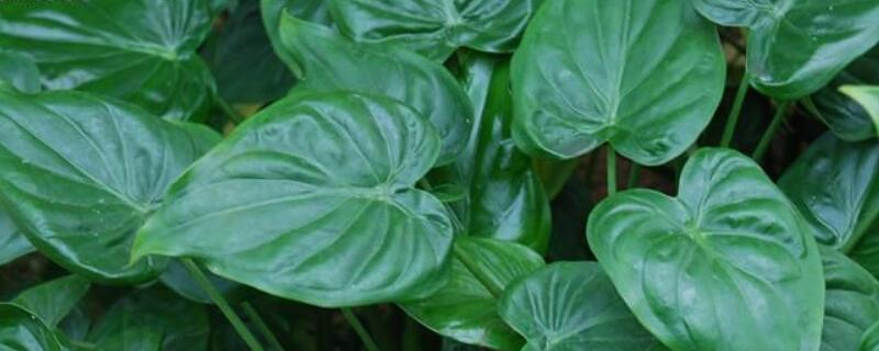 水培尖尾芋的养殖方法 尖尾芋水培应该放多少水