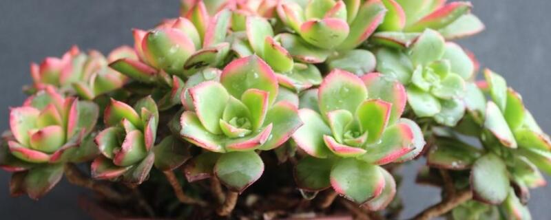 艳日辉老桩怎么养（艳日辉老桩能长多高）