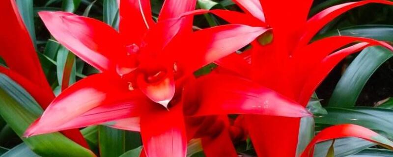 水塔花怎么修剪枝叶（水塔花的叶子可以修剪吗）