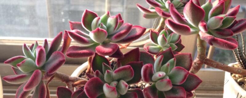 锦晃星锈斑病怎么处理 锦晃星得了锈斑病怎么办