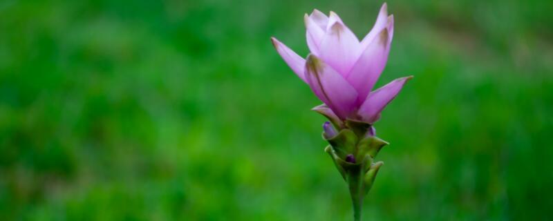 姜荷花叶子卷了怎么办 姜荷花叶子卷了,是怎么回事?