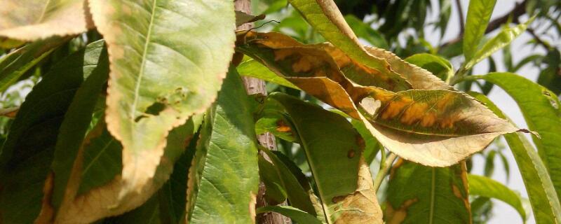 桃树叶子卷曲发黄（桃树叶子卷曲发黄不挂果是什么原因）