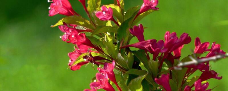 红王子锦带如何修剪（红王子锦带花修剪时间）