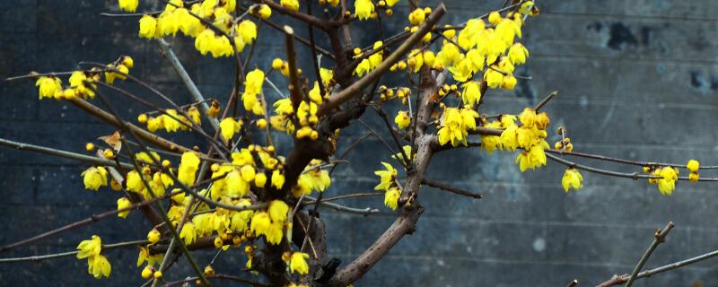 腊梅移栽时间（腊梅何时移栽）