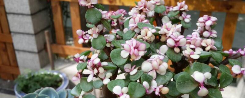 金枝玉叶怎么变成粉色（金枝玉叶叶子如何变粉色）